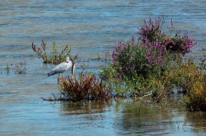 Серая цапля (Ardea cinerea)