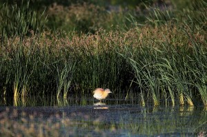 Жёлтая цапля (Ardeola ralloides)