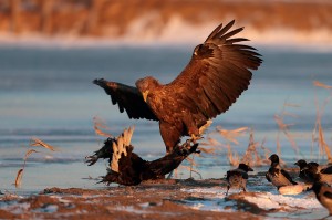 Орлан-белохвост (Haliaeetus albicilla) 