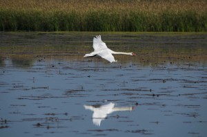 Лебедь-шипун (Cygnus olor)                   