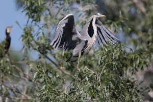 Серая цапля (Ardea cinerea)               