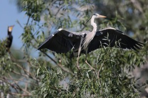 Серая цапля (Ardea cinerea)                