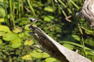 Трясогузка (Motacilla).