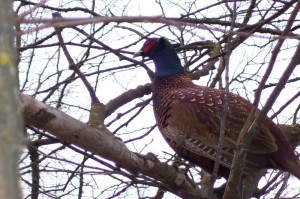 Обыкновенный фазан (Phasianus colchicus)                  