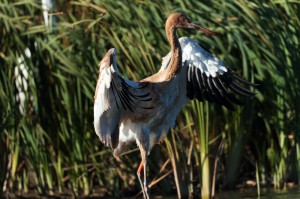 Молодой стерх (Grus leucogeranus)