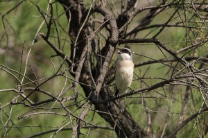 Чернолобый сорокопут (Lanius minor)              